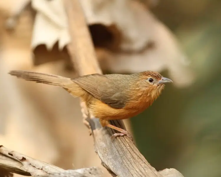 Куртник факти дієта ареал і фотографії на Animalia bio