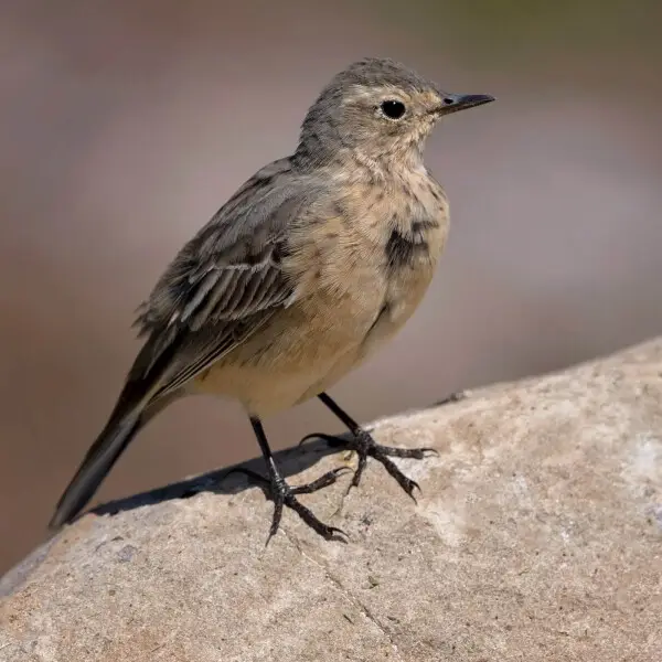 Anthus rubescens факти дієта ареал і фотографії на Animalia bio