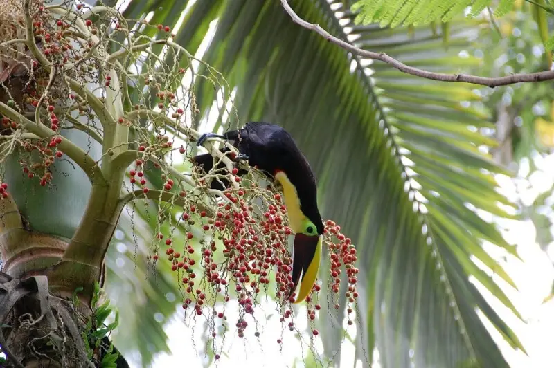 Ramphastos ambiguus swainsonii факти дієта ареал і фотографії на