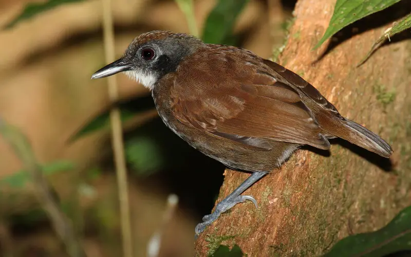 Gymnopithys leucaspis факти дієта ареал і фотографії на Animalia bio