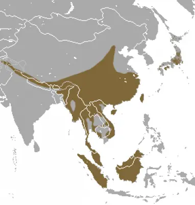 Masked Palm Civet habitat map
