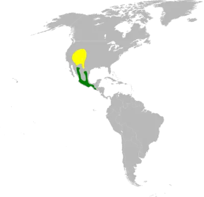 Broad-Tailed Hummingbird habitat map