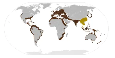 Black Rat habitat map