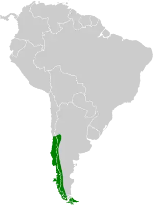 Chilean hawk habitat map
