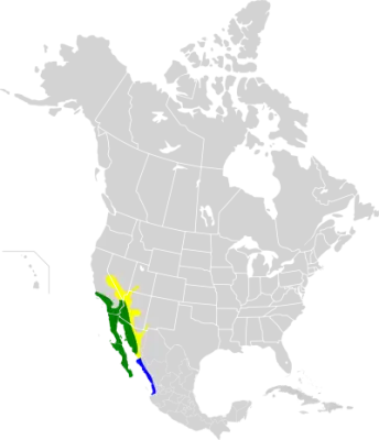 Costa's hummingbird habitat map
