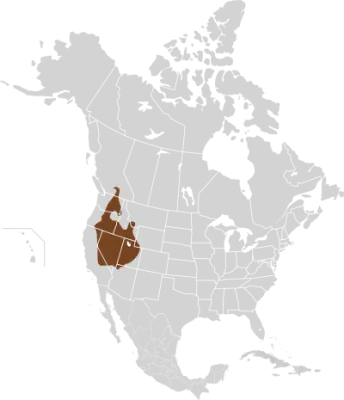 Great Basin pocket mouse habitat map