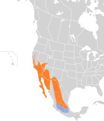 Phainopepla habitat map