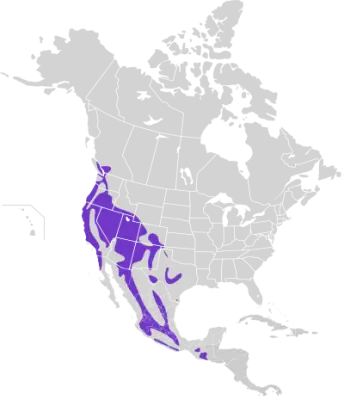 American bushtit habitat map