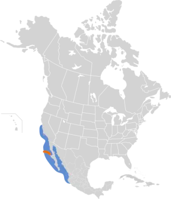 Black-vented shearwater habitat map
