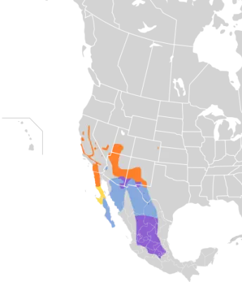Black-chinned sparrow habitat map