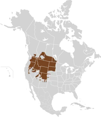 Northern pocket gopher habitat map