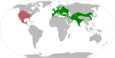 Eurasian Collared Dove habitat map