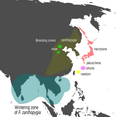 Narcissus flycatcher habitat map