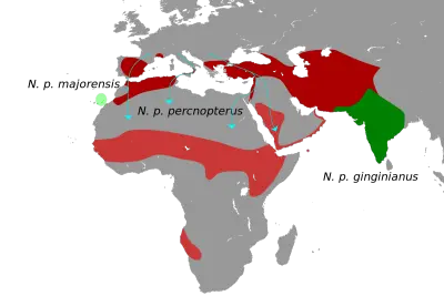 Egyptian Vulture habitat map