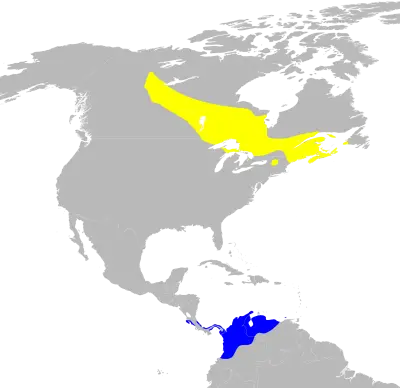Bay-breasted warbler habitat map