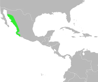 Incilius mazatlanensis habitat map