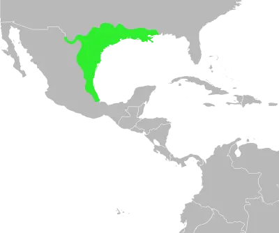 Incilius nebulifer habitat map