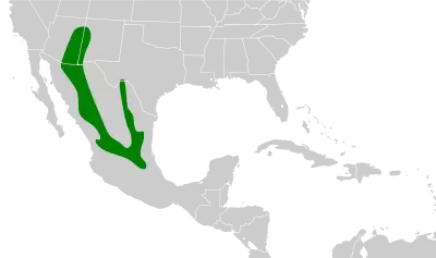 Mexican jay habitat map
