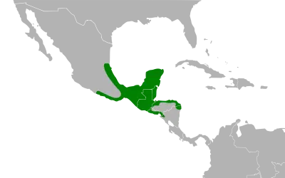Râle roux carte des habitats
