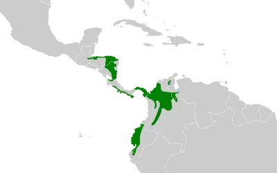 Olivaceous piculet habitat map