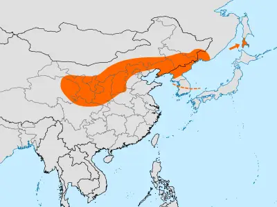 Chinese nuthatch habitat map