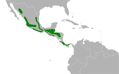 White-throated thrush habitat map