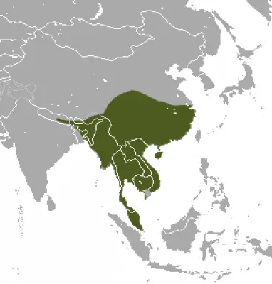 Large Indian Civet habitat map