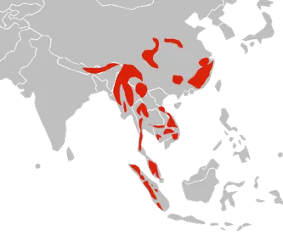 Asian Golden Cat habitat map