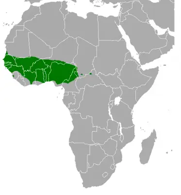 Senegal Parrot habitat map