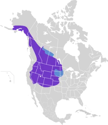Black-Billed Magpie habitat map