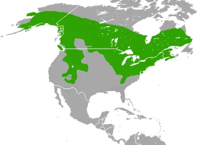 American Red Squirrel habitat map