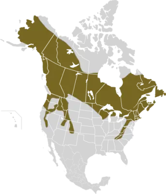 Lepus americanus карта середовища проживання