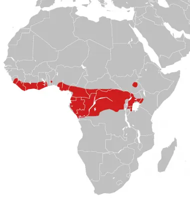 Гадюка-носоріг карта середовища проживання