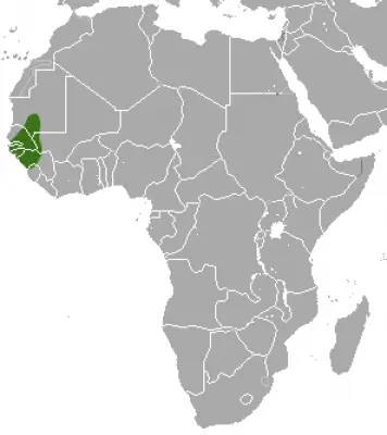 Павіан гвінейський карта середовища проживання