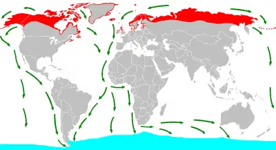 Крячок полярний карта середовища проживання
