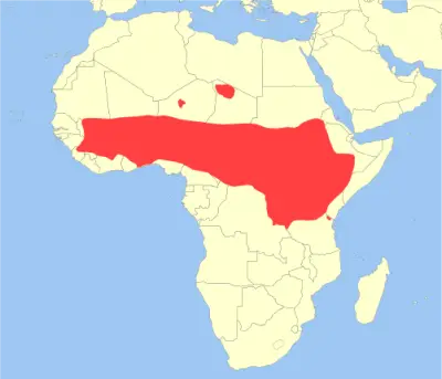 Olive Baboon habitat map