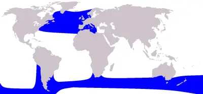 Long-Finned Pilot Whale habitat map