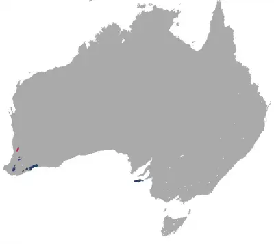 Notamacropus eugenii mappa dell'habitat
