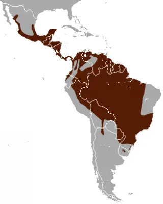 Margay habitat map