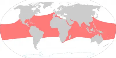 Hawksbill Sea Turtle habitat map