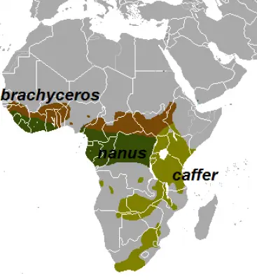 African Buffalo habitat map