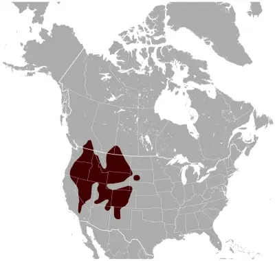 Yellow-Bellied Marmot habitat map