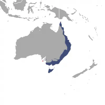Common Ringtail Possum habitat map