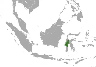 Pygmy Tarsier habitat map