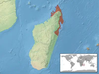 Camaleonte del madagascar mappa dell'habitat