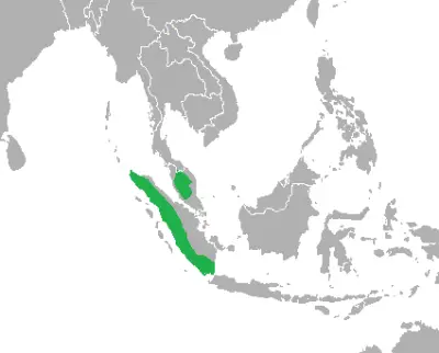Siamang Gibbon habitat map