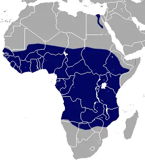 African giant shrew habitat map