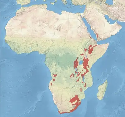 African olive pigeon habitat map