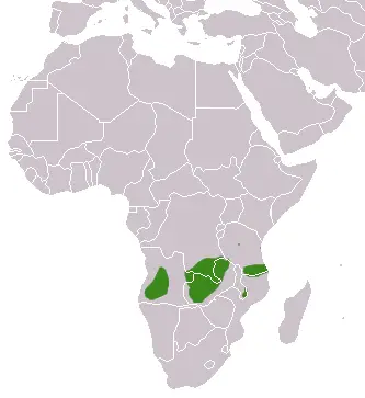 Angolan genet habitat map