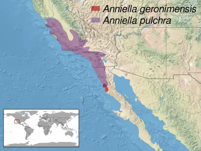 Anniella pulchra habitat map